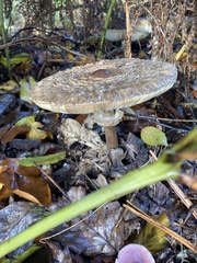 Chlorophyllum rhacodes