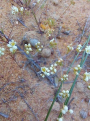 Adenogramma mollugo