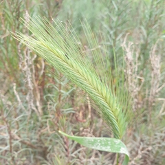Hordeum