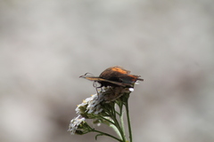 Erebia euryale
