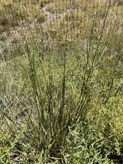 Elymus