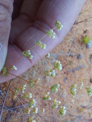 Adenogramma mollugo