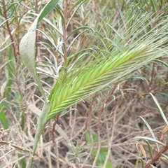 Hordeum