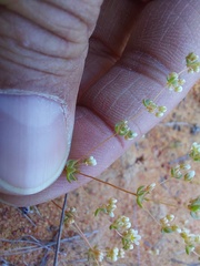 Adenogramma mollugo