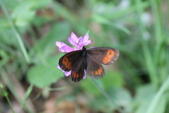 Erebia euryale