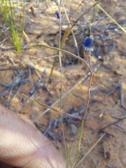 Heliophila acuminata