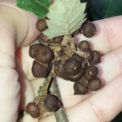 Andricus grossulariae