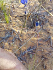 Heliophila acuminata