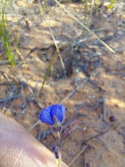 Heliophila acuminata