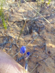 Heliophila acuminata
