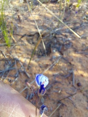 Heliophila acuminata