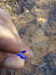 Heliophila acuminata
