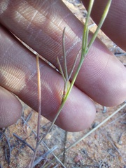 Heliophila acuminata