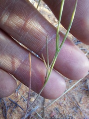 Heliophila acuminata