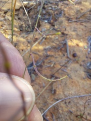 Heliophila acuminata