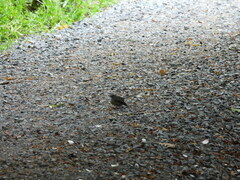 Rhipidura fuliginosa placabilis