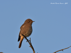 Phoenicurus ochruros