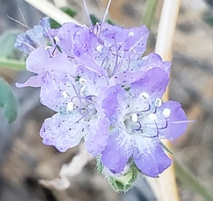 Phacelia distans