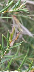 Kalotermitidae