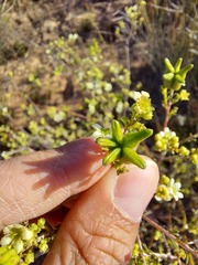 Diosma hirsuta