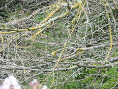 Emberiza citrinella caliginosa