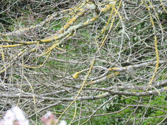 Emberiza citrinella caliginosa