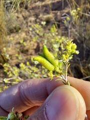 Diosma hirsuta