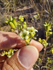 Diosma hirsuta