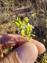 Diosma hirsuta
