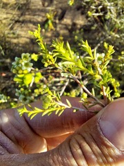 Diosma hirsuta