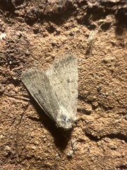 Caradrina montana
