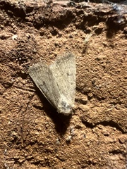 Caradrina montana