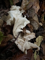 Helvella crispa