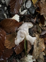 Helvella crispa