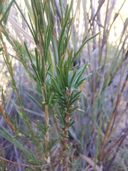 Pharnaceum aurantium