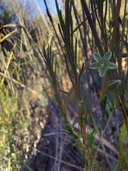 Pharnaceum aurantium