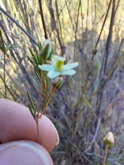 Pharnaceum aurantium