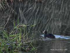 Fulica atra