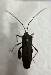 Mictis longicornis
