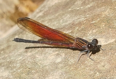 Euphaea ochracea