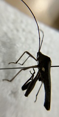 Mictis longicornis