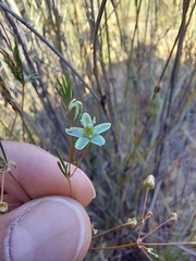 Pharnaceum aurantium