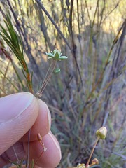 Pharnaceum aurantium
