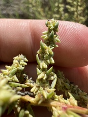 Suaeda calceoliformis