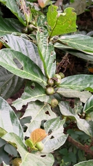 Ficus benguetensis