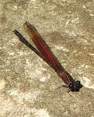 Euphaea ochracea