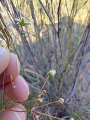 Pharnaceum aurantium