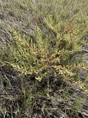 Suaeda calceoliformis