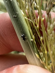 Anthocoridae