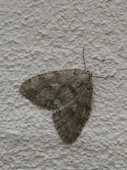 Epirrita dilutata